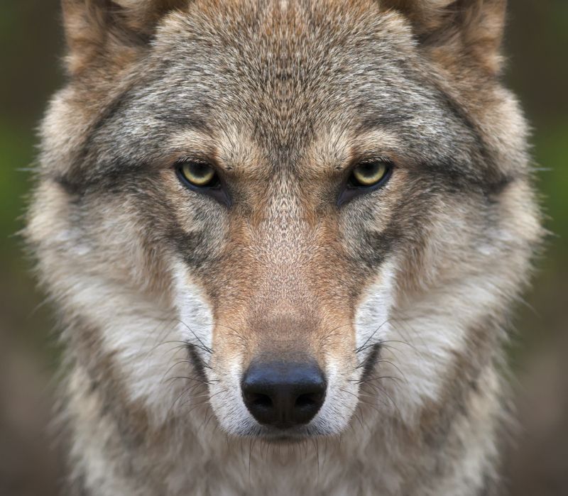 Wolfs-Alarm in deutscher Kleinstadt! Bewohner in Angst - Jeden Tag werden Wölfe im Ort gesichtet
