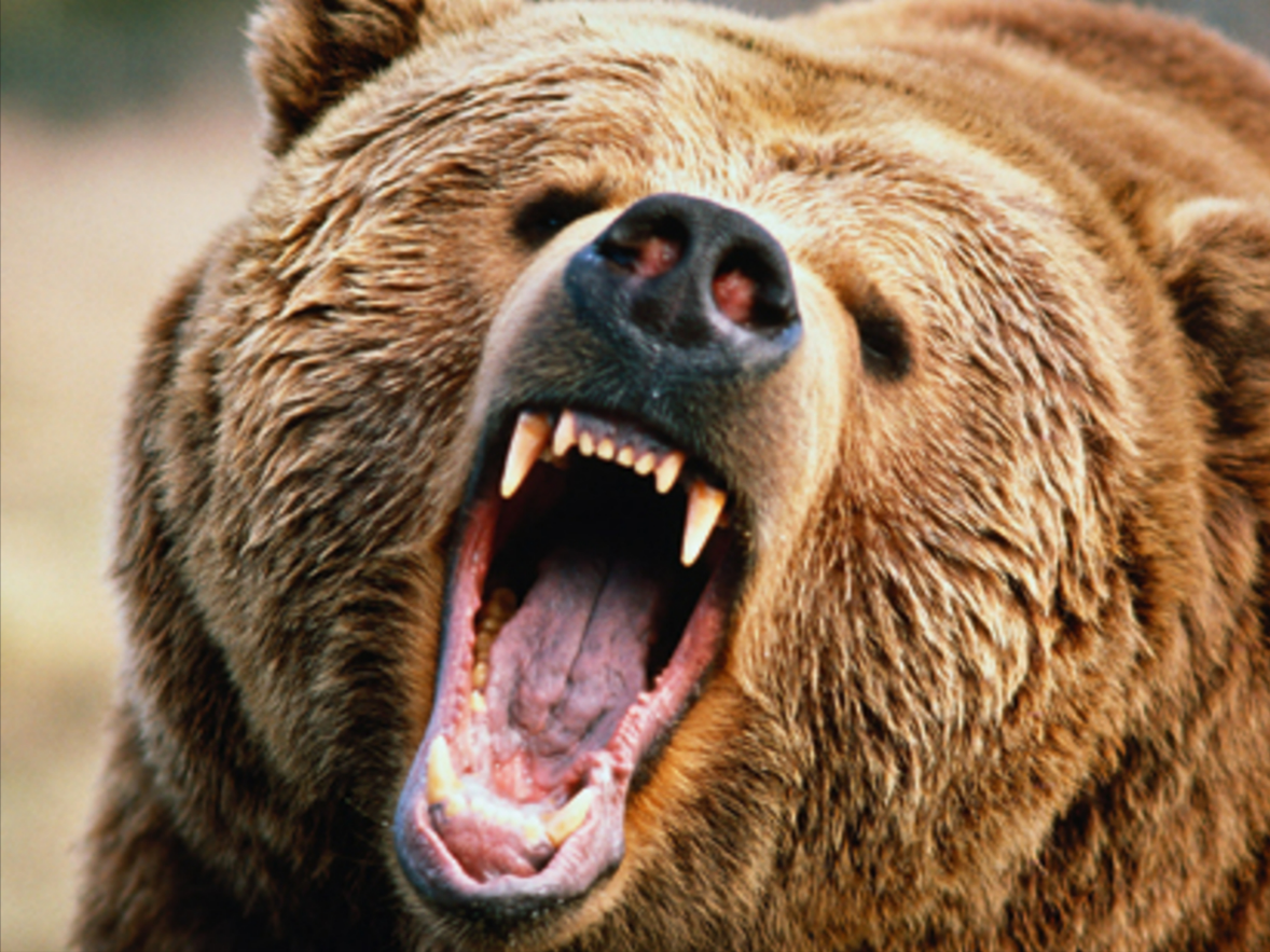 Bär tötet in Bayern Schafe - kurz nach tödlichem Angriff auf Jogger! Sind jetzt Menschen in Gefahr?