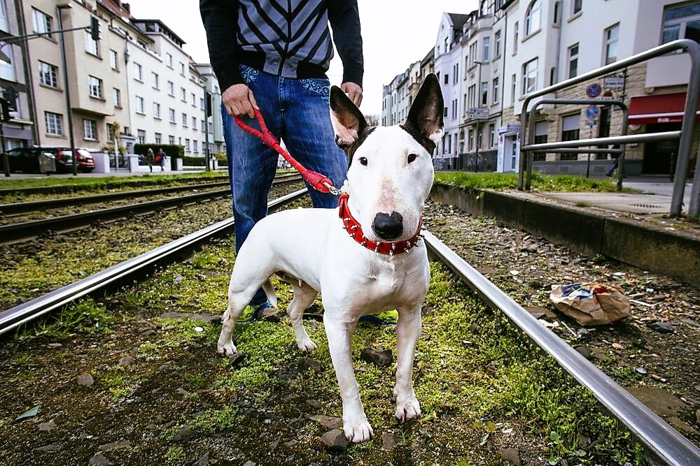 Pitbull greift 6 Menschen an, darunter ein 2-jähriges Kind! Polizei muss Hund erschießen!