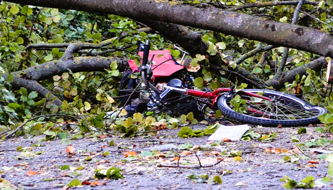 Baum stürzt in Gruppe von Menschen, Unwetterchaos immer schlimmer!