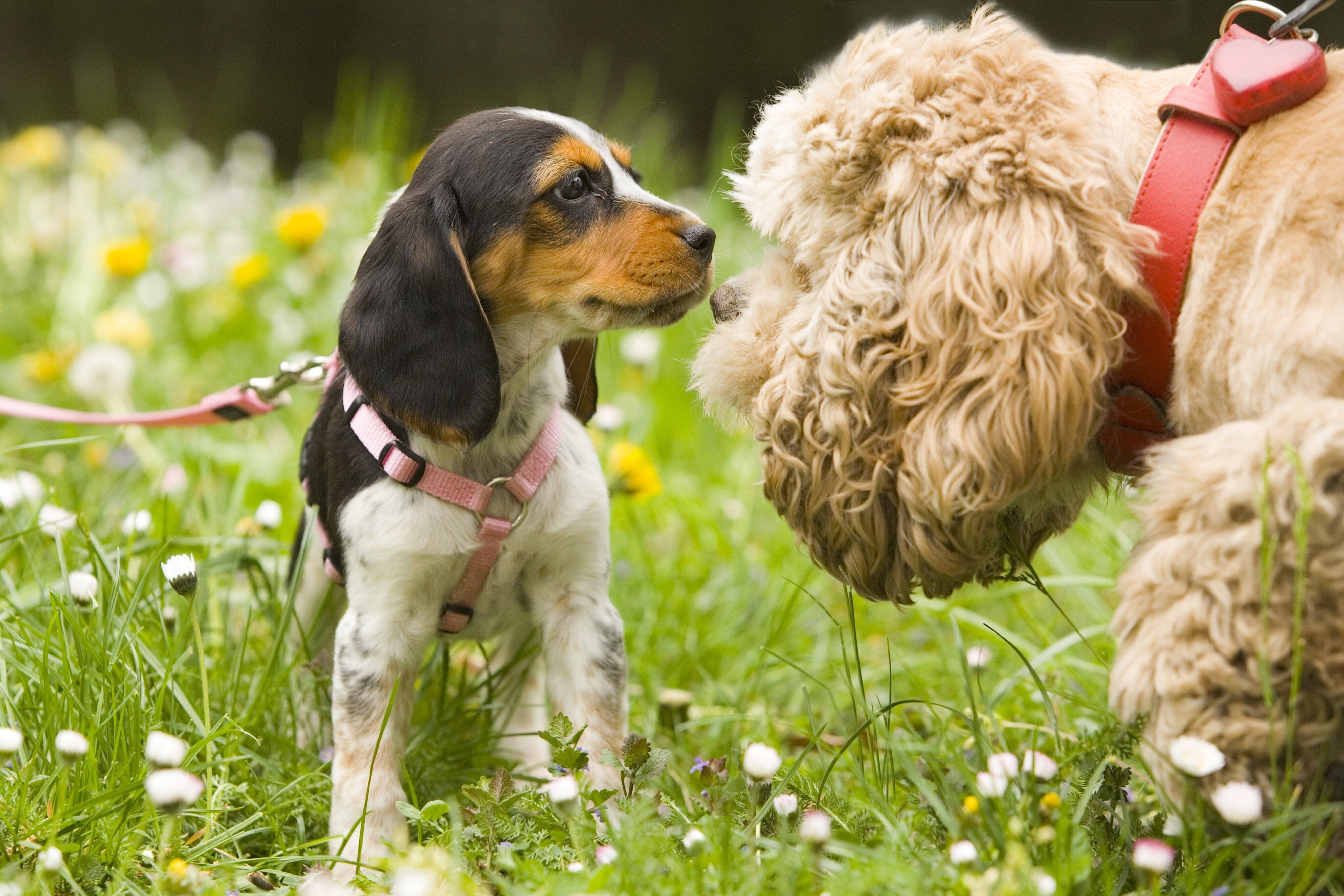Wie bitte? Grünen-Politiker fordert Verbot von Haustieren - Cem Özdemir entsetzt Tierfreunde!